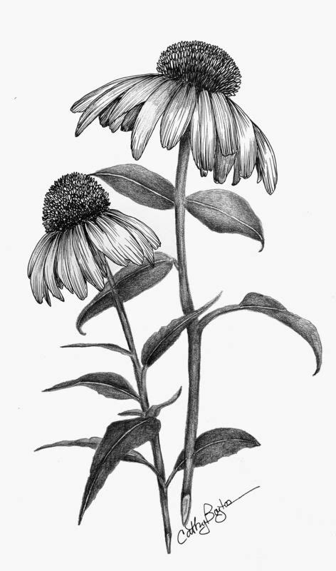 cone flower illustration|More.